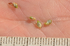 Carex sinclairii