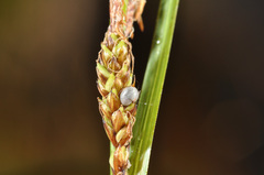 Carex sinclairii