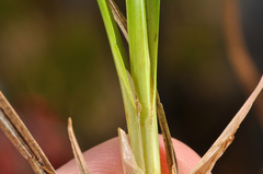 Carex sinclairii