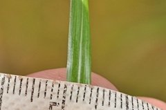 Carex sinclairii