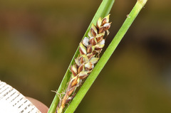 Carex sinclairii