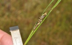 Carex sinclairii