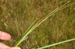 Carex sinclairii