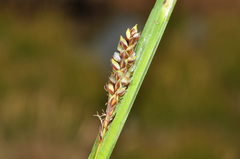 Carex sinclairii