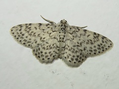 Hymenomima umbelularia
