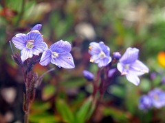 Veronica morrisonicola
