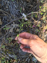 Delphinium gracilentum