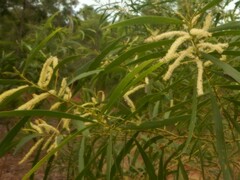 Acacia oncinocarpa