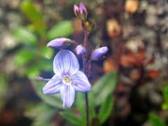 Veronica morrisonicola