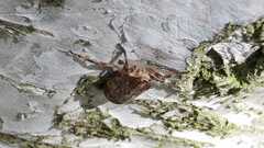 Issus coleoptratus