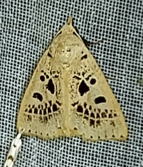 Herminodes atrosignata