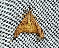 Palthis angulalis