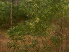 Acacia oncinocarpa