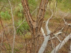 Acacia oncinocarpa