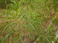 Acacia oncinocarpa