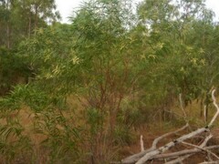 Acacia oncinocarpa