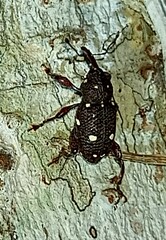 Marshallius leucostictus