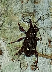 Marshallius leucostictus