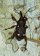 Marshallius leucostictus