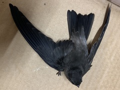 Aerodramus fuciphagus