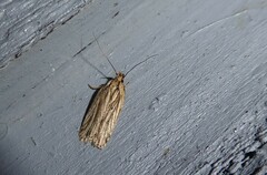 Agonopterix umbellana