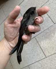 Aerodramus fuciphagus