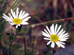 Aster takasagomontanus