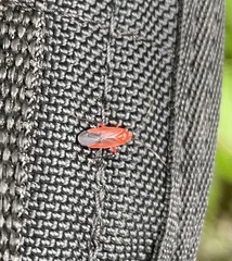 Coccobaphes frontifer