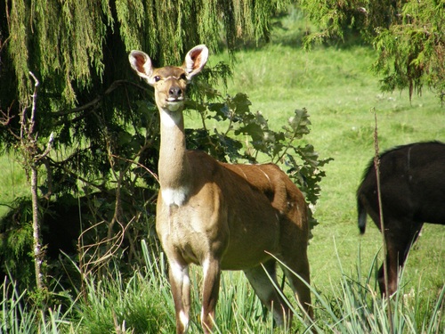 Tragelaphus buxtoni