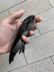 Aerodramus fuciphagus