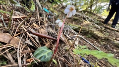 Pyrola alboreticulata