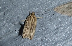 Agonopterix umbellana