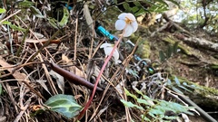 Pyrola alboreticulata