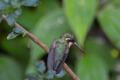 Lampornis