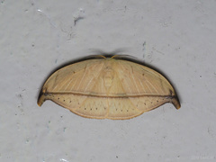 Callidrepana pulcherrima