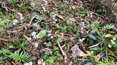 Pyrola alboreticulata