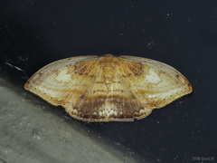 Callidrepana pulcherrima