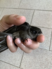 Aerodramus fuciphagus
