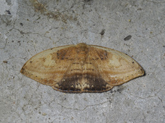 Callidrepana pulcherrima