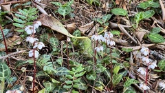 Pyrola alboreticulata