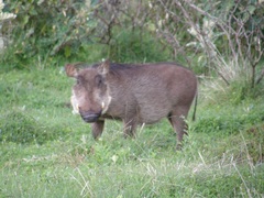 Phacochoerus africanus