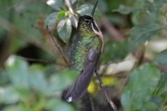 Lampornis