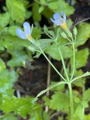 Chaenostoma floribundum
