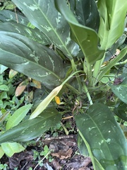 Aglaonema commutatum
