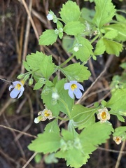 Chaenostoma floribundum