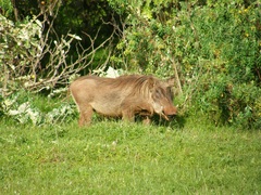 Phacochoerus africanus