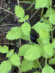 Chaenostoma floribundum