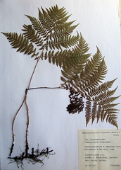 Athyrium spinulosum