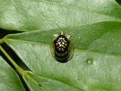 Microctenochira flavonotata