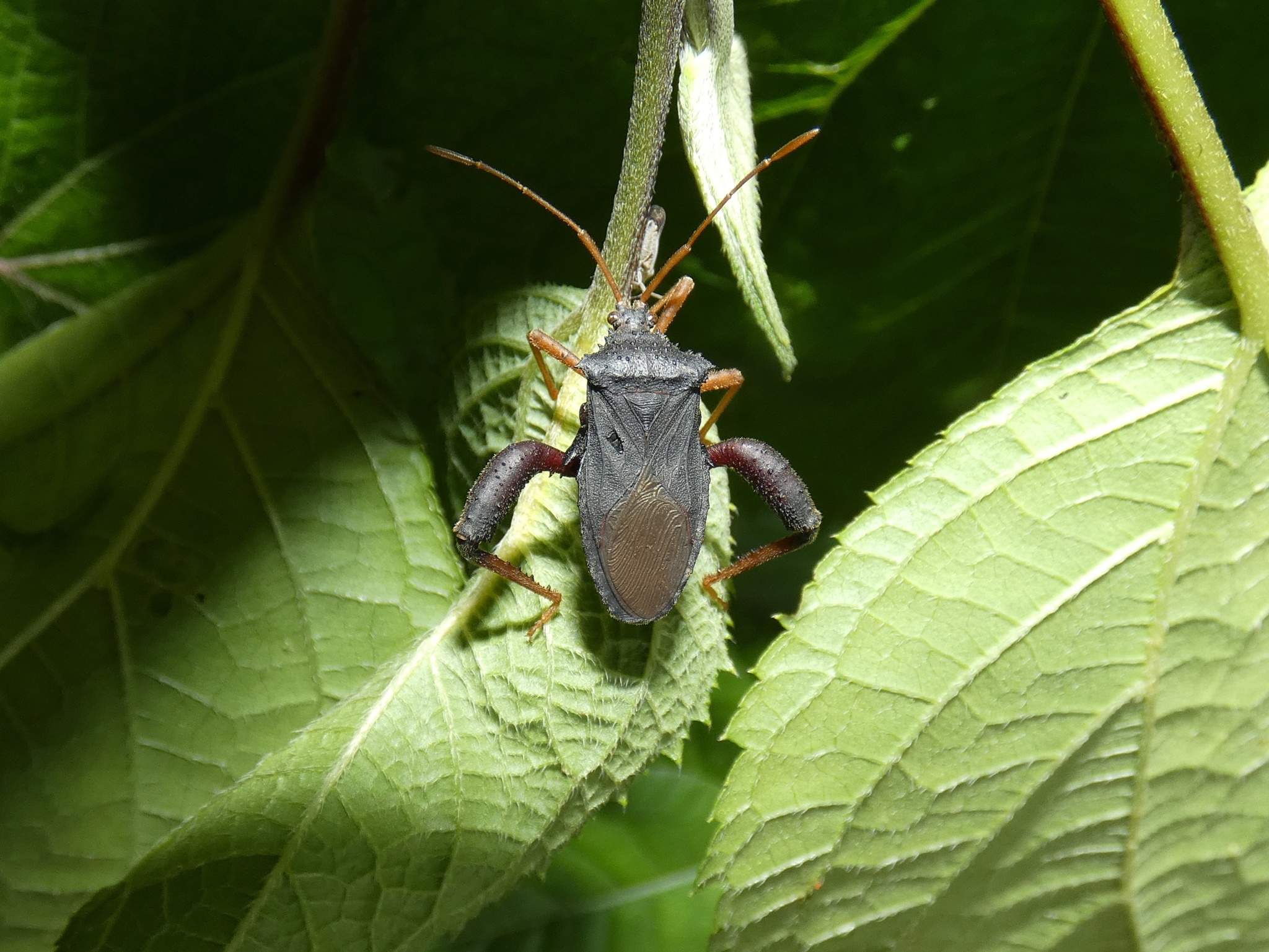 Camptischium clavipes (Fabricius, 1803)